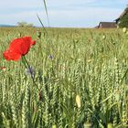 Getreidefeld mit Mohnblume bei Landschlacht im Bodenseegebiet