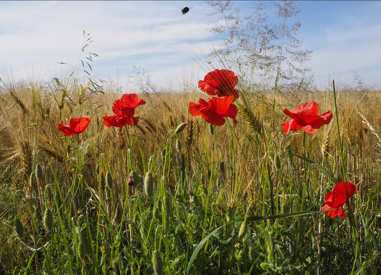 Getreidefeld _Mohn