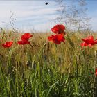 Getreidefeld _Mohn