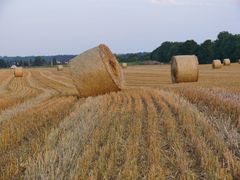 Getreidefeld nach der Ernte ...