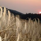 Getreidefeld Sonnentuntergang