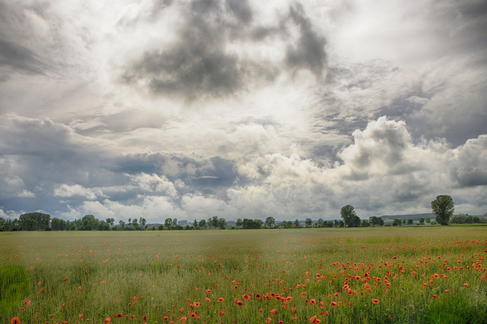 Getreidefeld unter dem Himmel