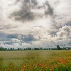 Getreidefeld unter dem Himmel