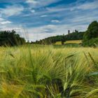 Getreidefeld vor der Kugelsburg