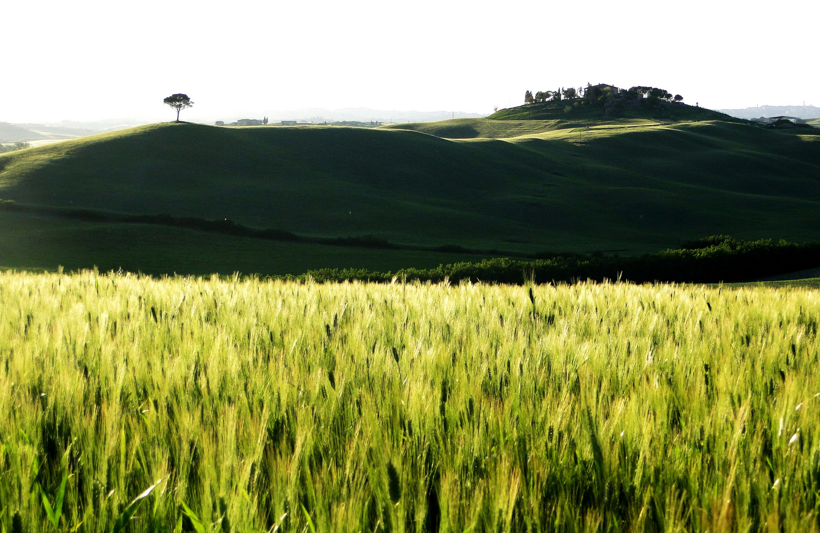 Getreidefeld vor sanften Hügeln....
