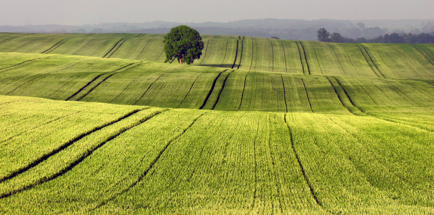 Getreidefeld vor Schwaan