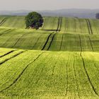 Getreidefeld vor Schwaan