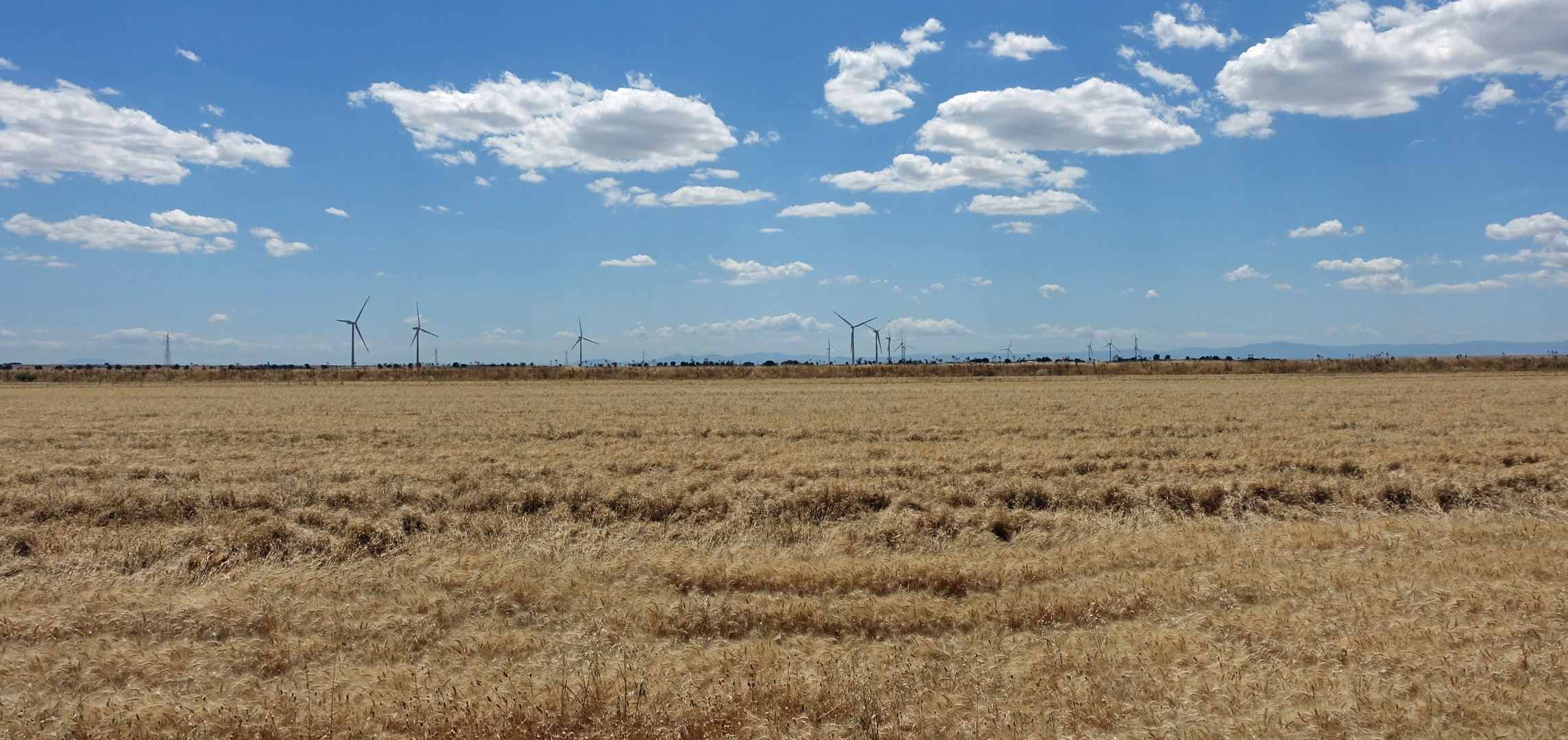 Getreidefeld vorne / Windräder-Feld hinten