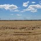 Getreidefeld vorne / Windräder-Feld hinten