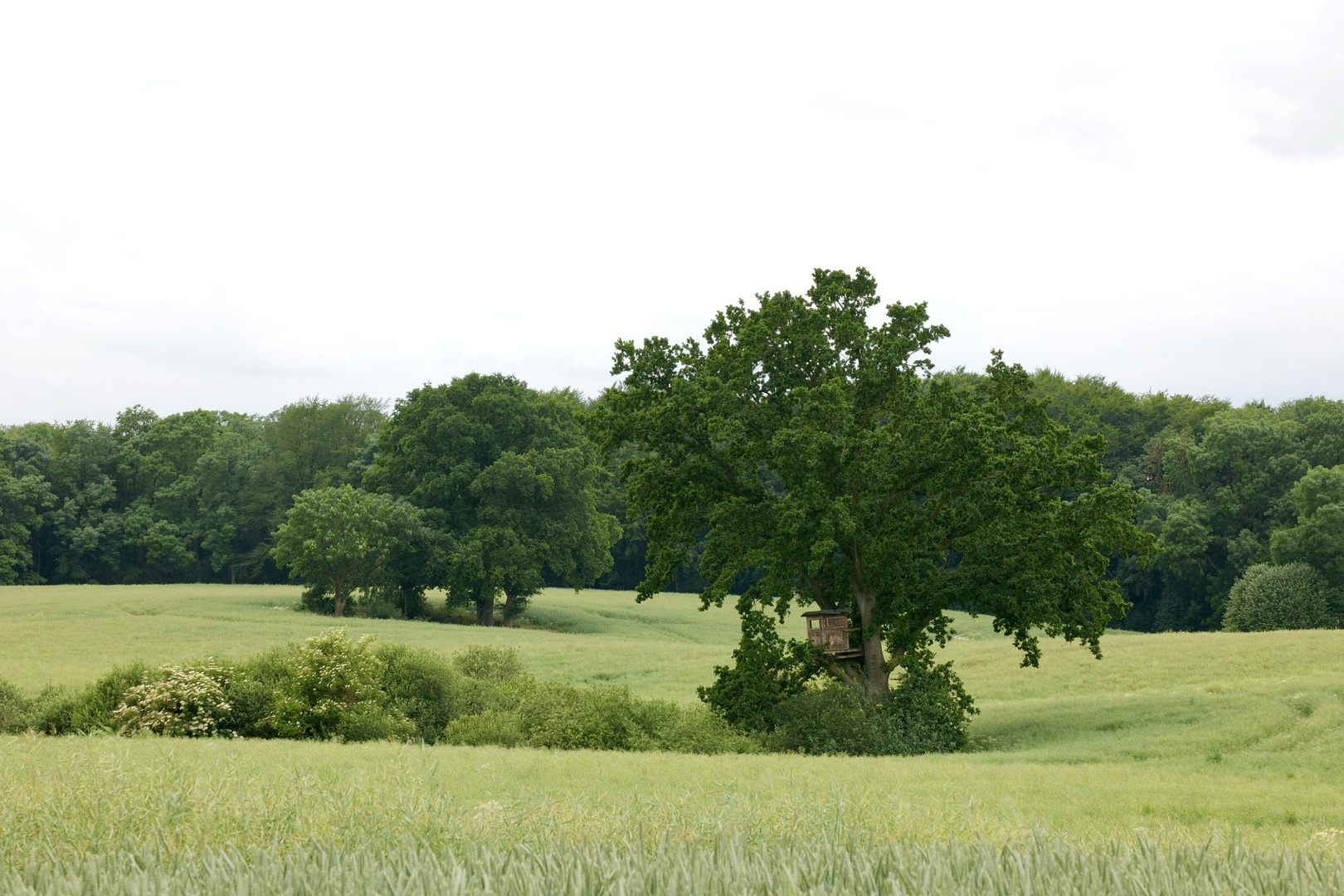 Getreidefelder im Sachsenwald