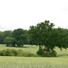 Getreidefelder im Sachsenwald