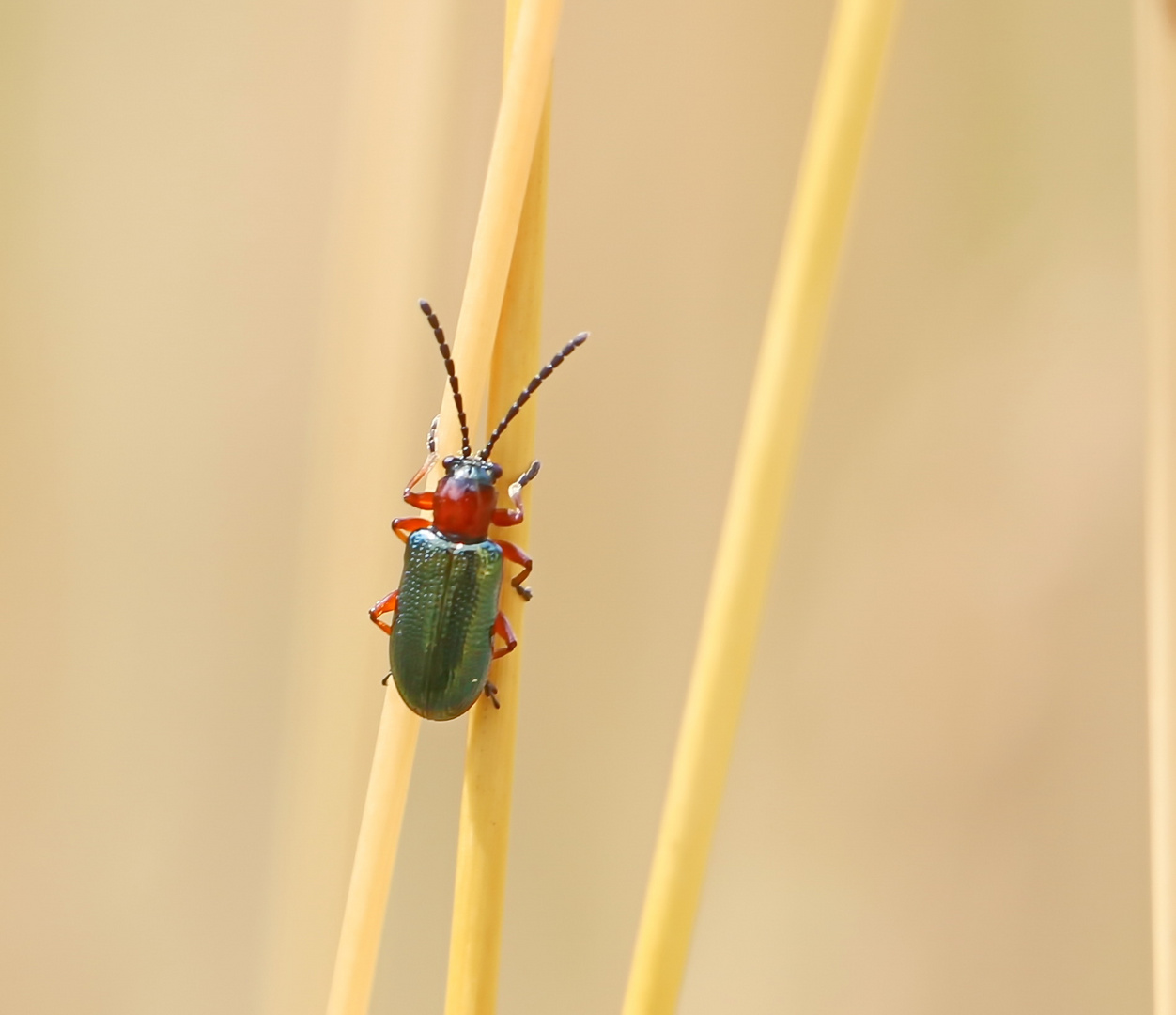 Getreidehähnchen