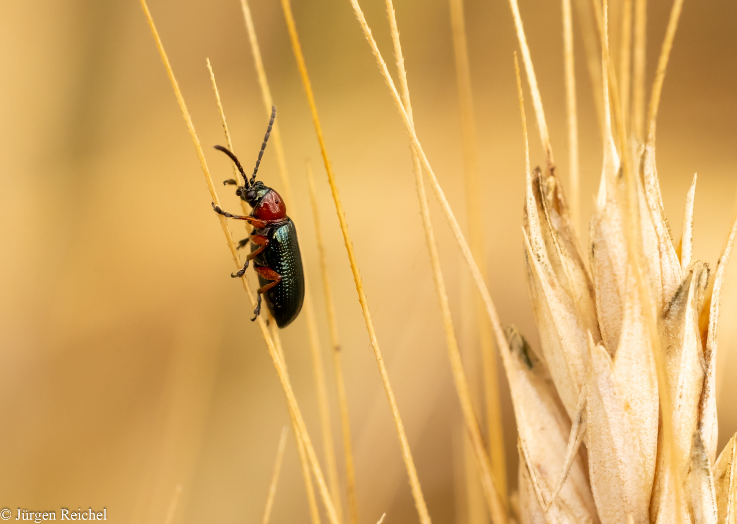 Getreidehähnchen ( Oulema melanopus ) 