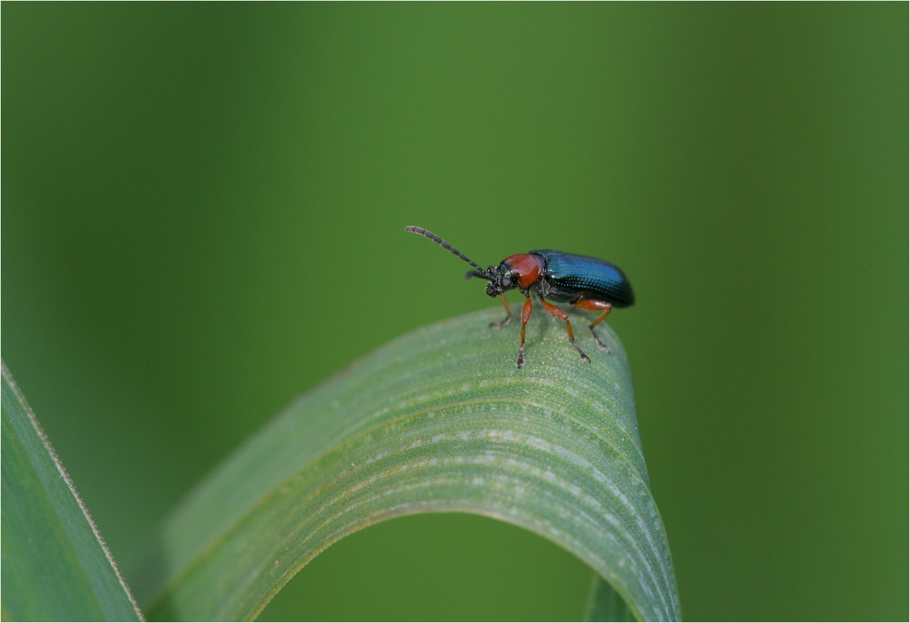 Getreidehähnchen (Oulema melanopus)