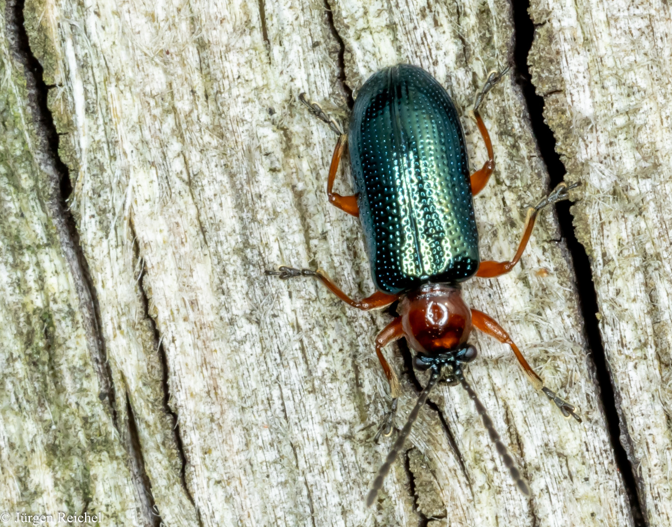 Getreidehähnchen (Oulema melanopus duftschmidi)