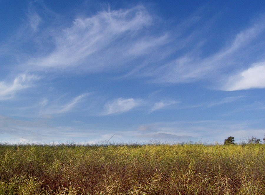 Getreidehimmel