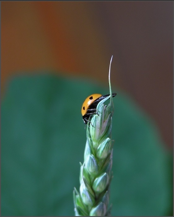 "Getreidekäfer"