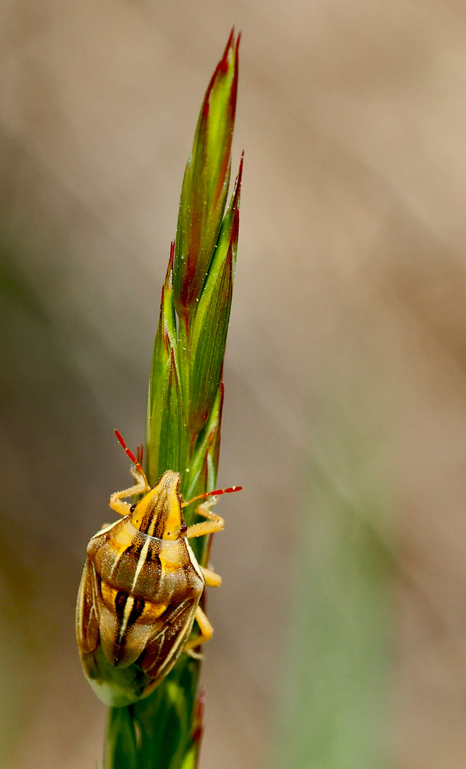 Getreidespitzwanze im Aufstieg! (Zelia acuminata).