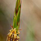 Getreidespitzwanze im Aufstieg! (Zelia acuminata).