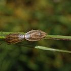 Getreidespitzwanzen-Paarung (Aelia acuminata)