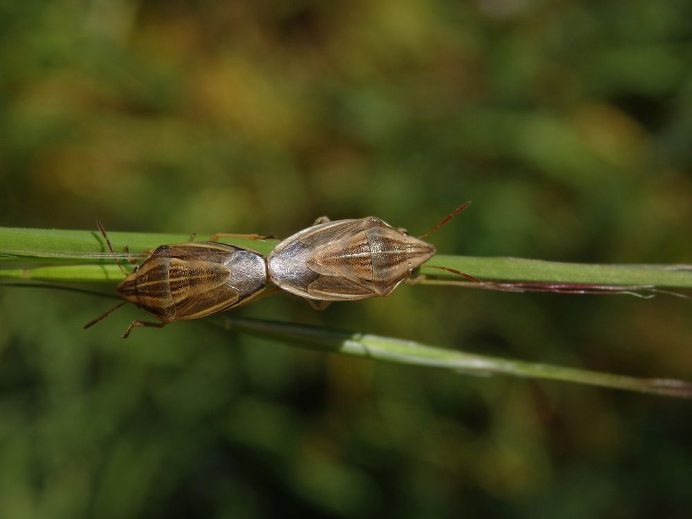 Getreidespitzwanzen-Paarung (Aelia acuminata)