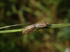 Getreidespitzwanzen-Paarung (Aelia acuminata)