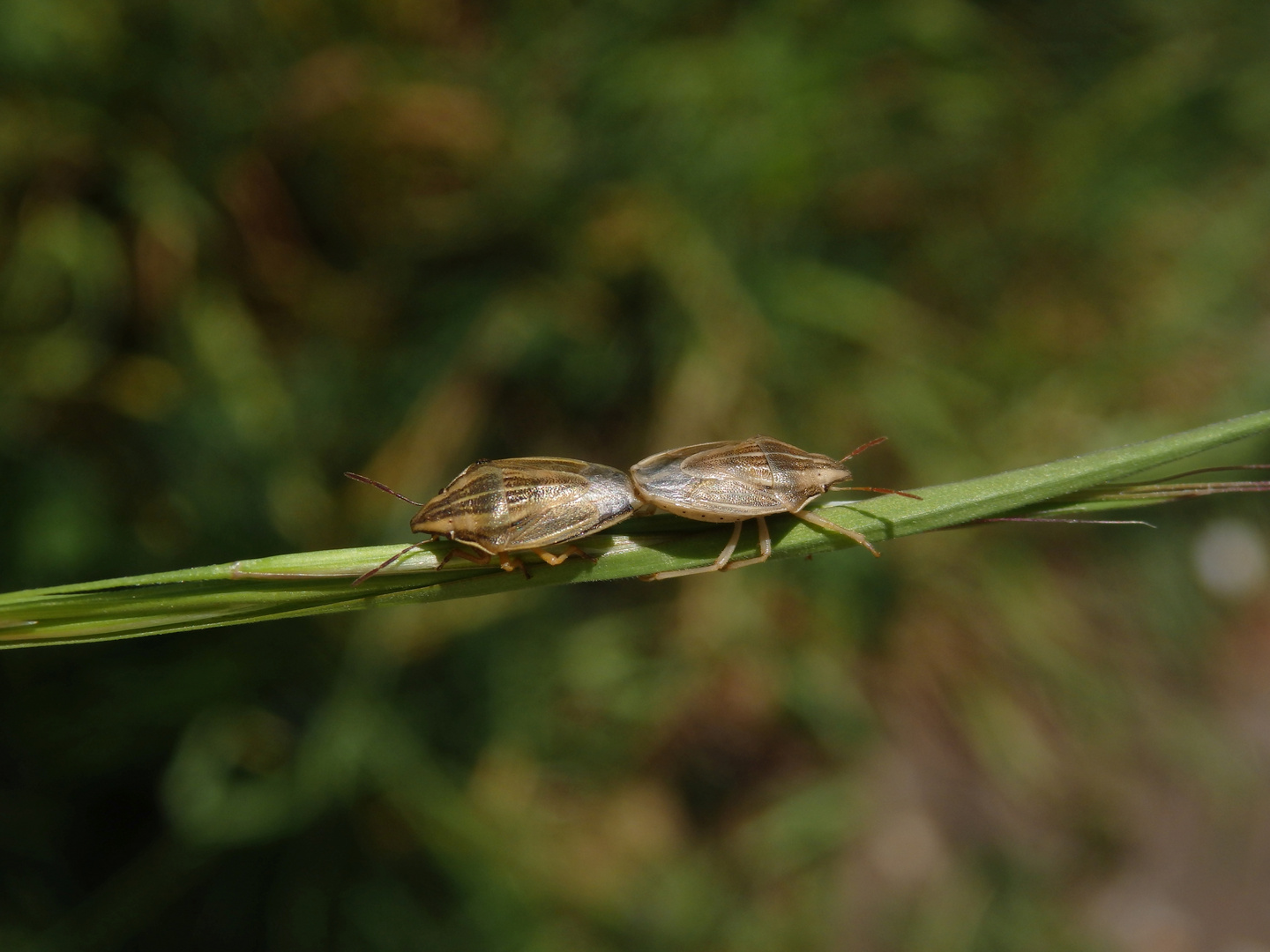 Getreidespitzwanzen-Paarung (Aelia acuminata)