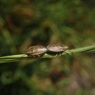 Getreidespitzwanzen-Paarung (Aelia acuminata)