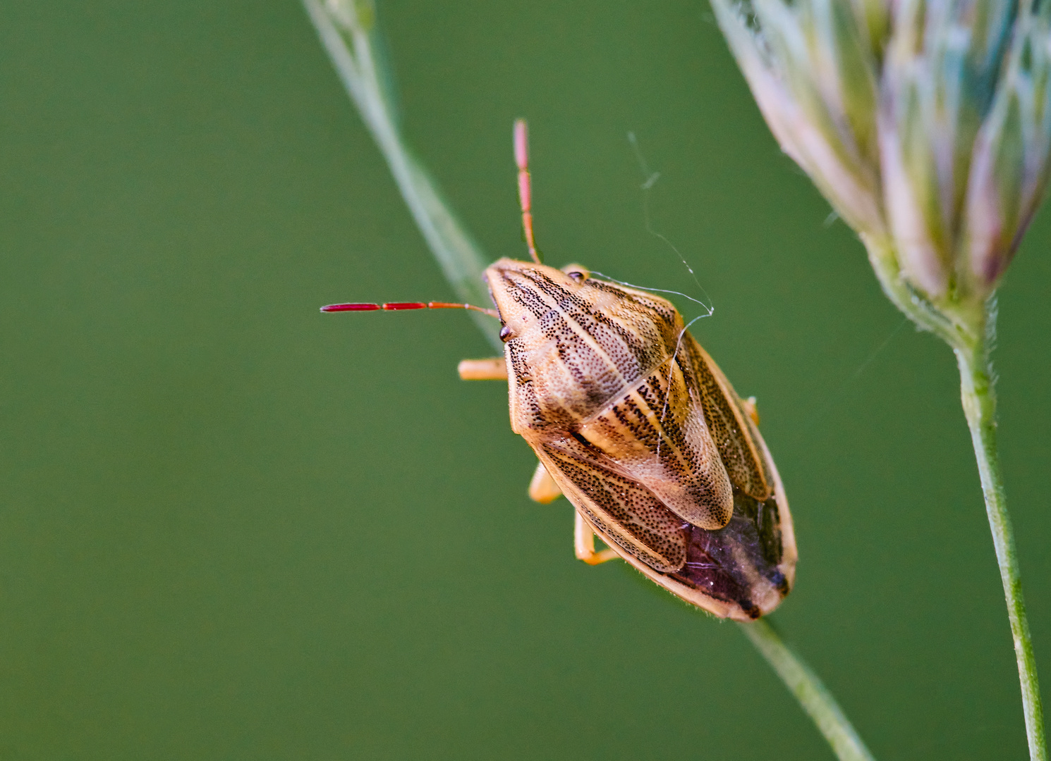 Getreidewanze (Aelia acuminata)