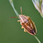 Getreidewanze (Aelia acuminata)