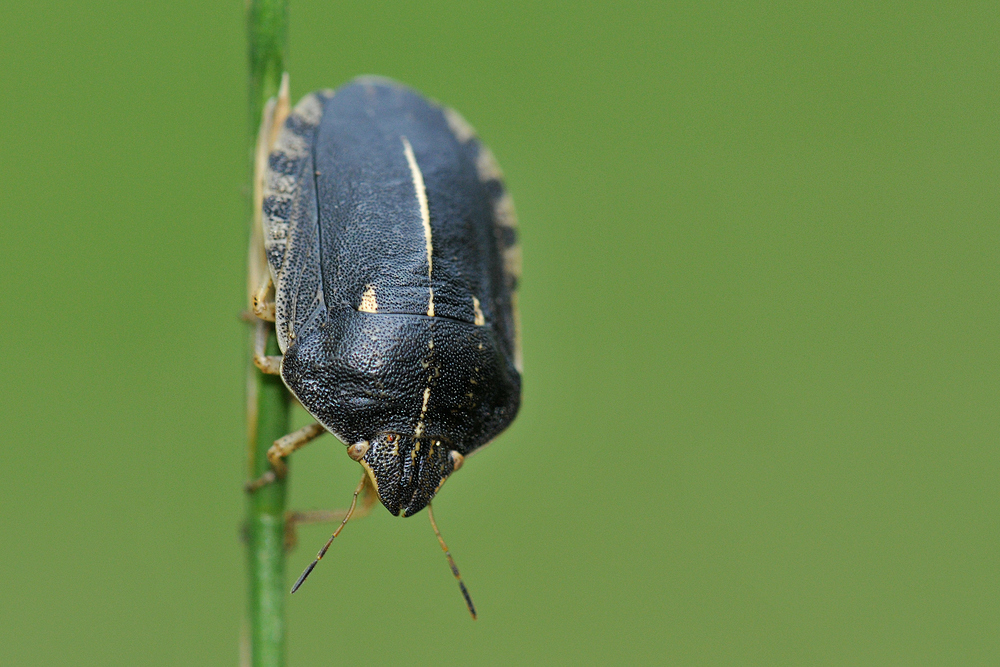 Getreidewanze (Eurygaster austriaca)