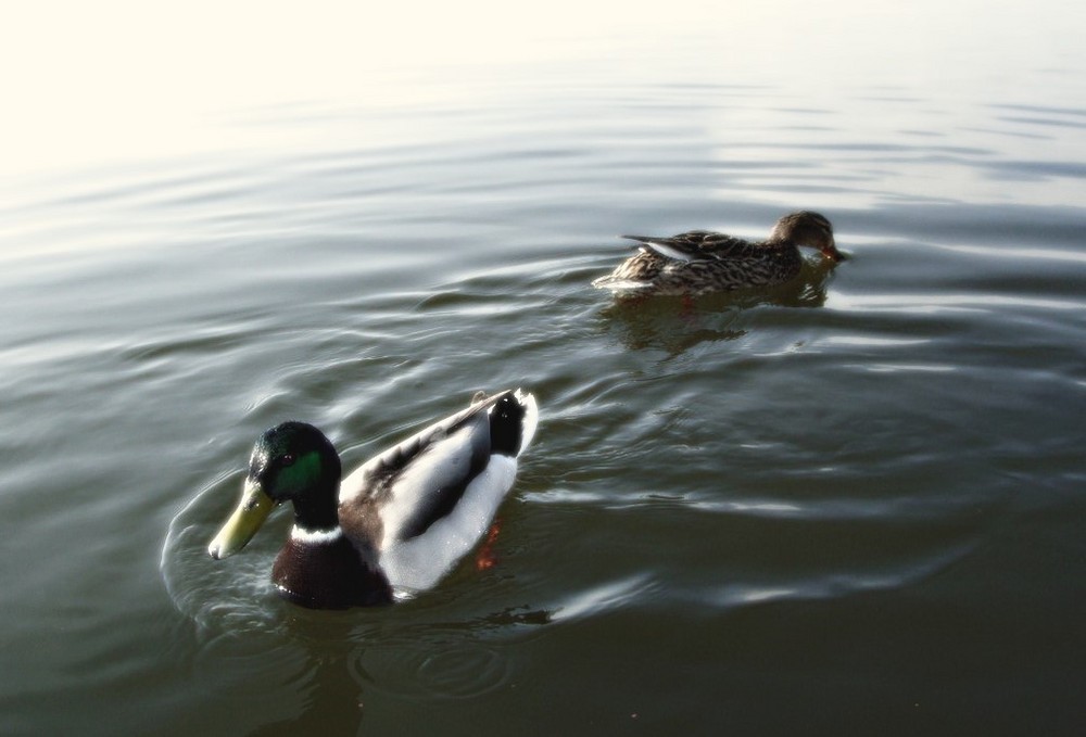 "Getrennte Wege schwimmen"