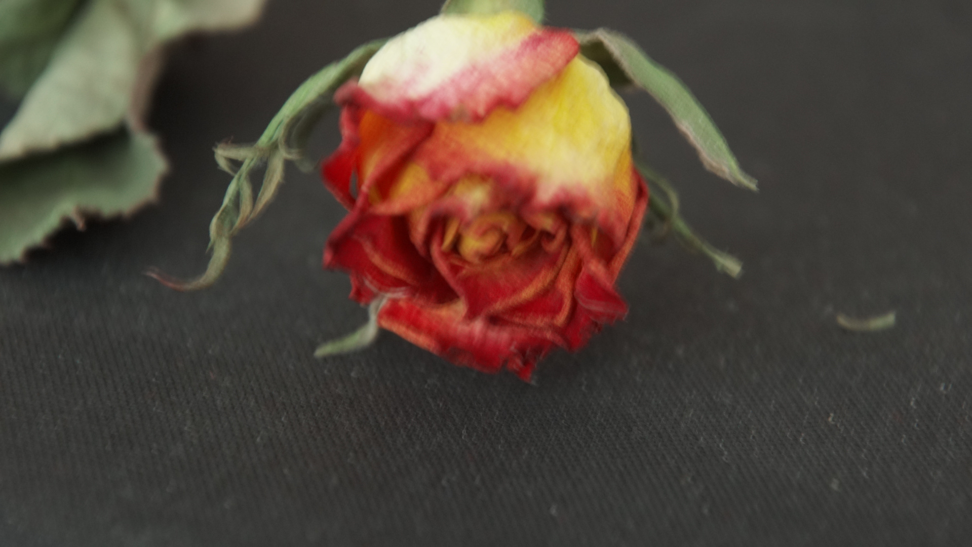 getrockene Rose