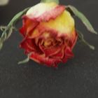 getrockene Rose