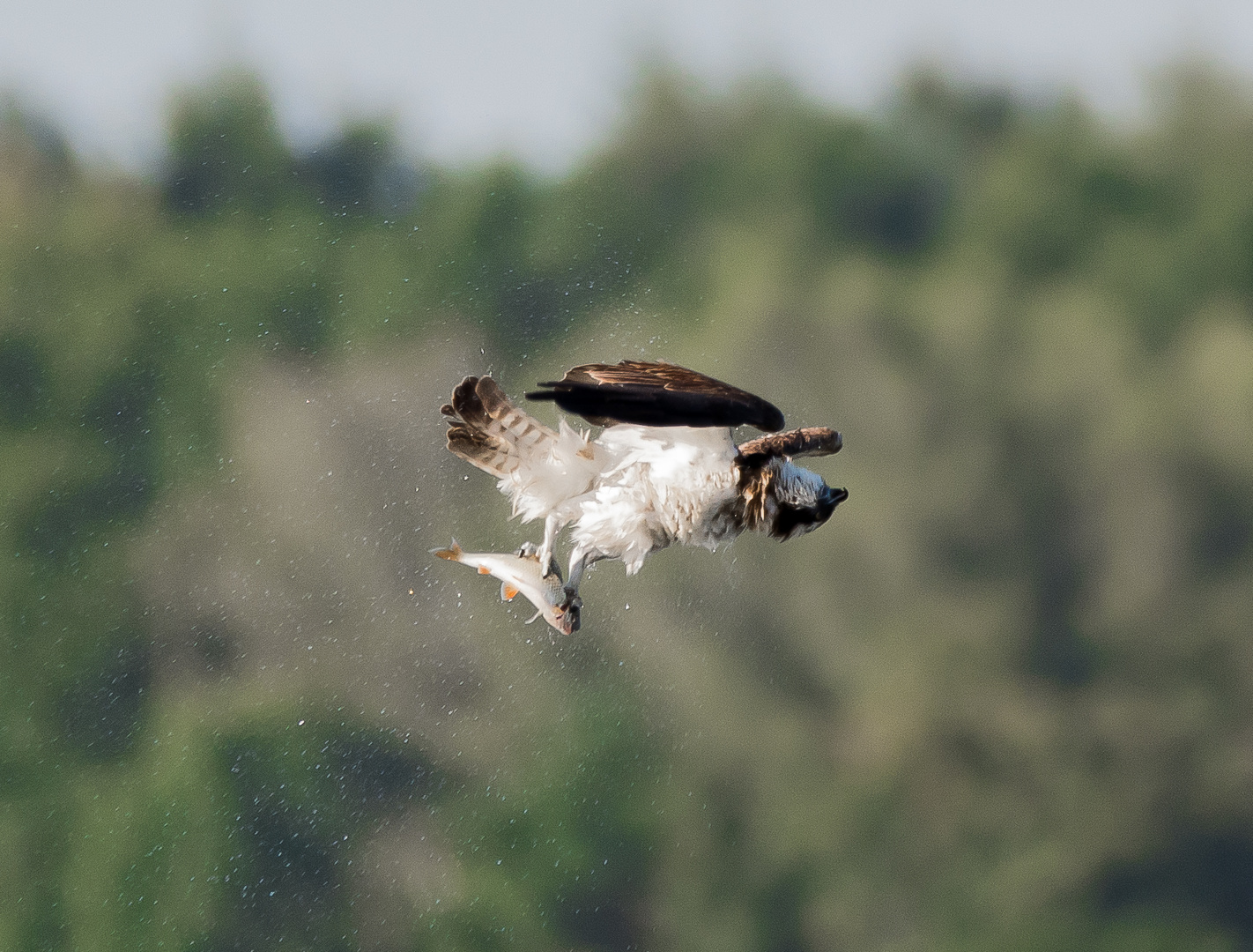  getrocknet fliegt sich besser