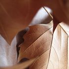 Getrocknete Blätter einer Platane