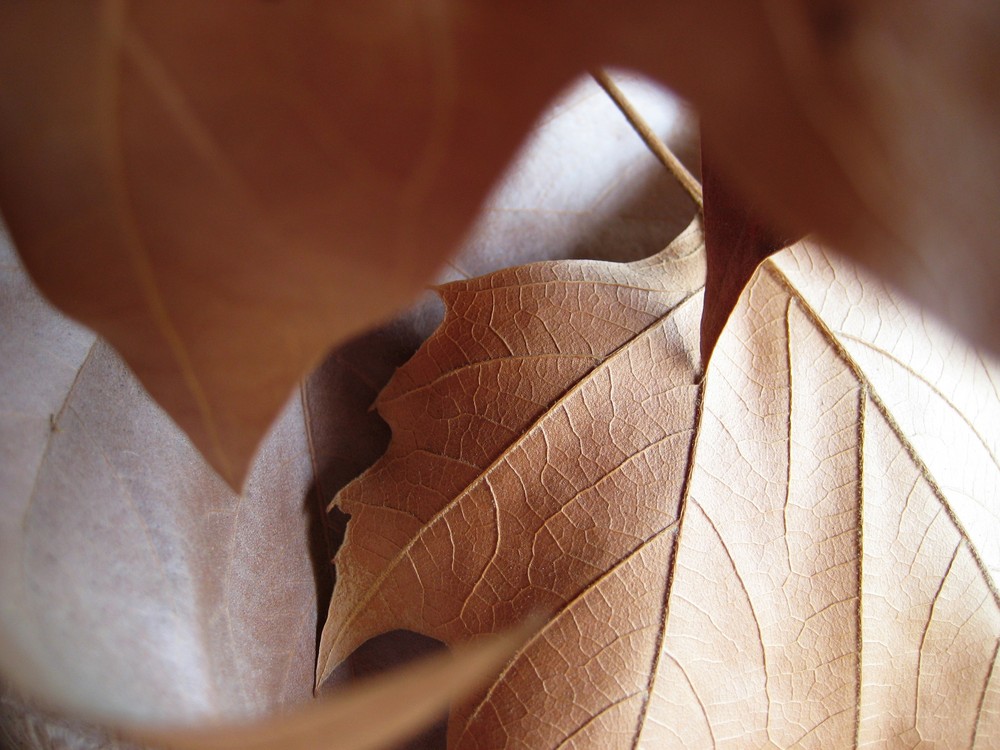 Getrocknete Blätter einer Platane