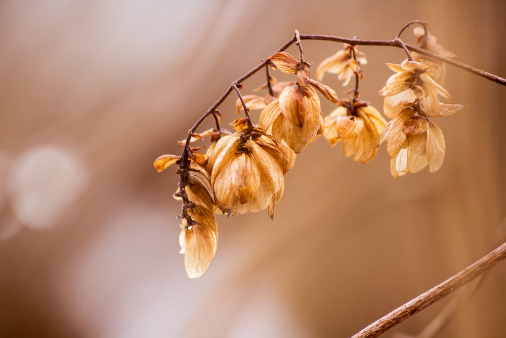 getrocknete Blüten im Winter