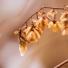 getrocknete Blüten im Winter