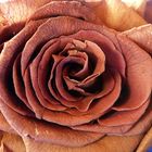 getrocknete rose