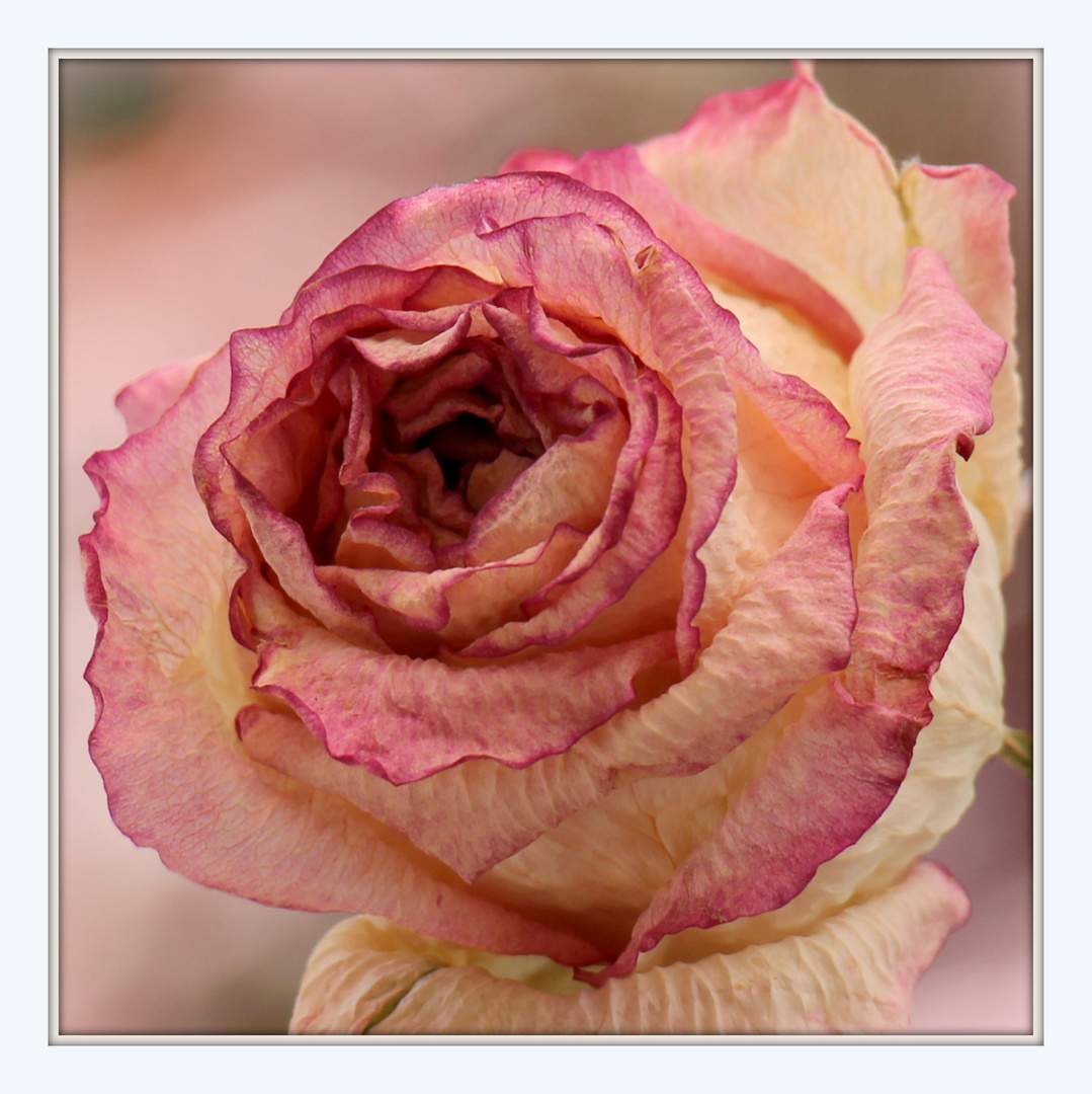 Getrocknete Rose