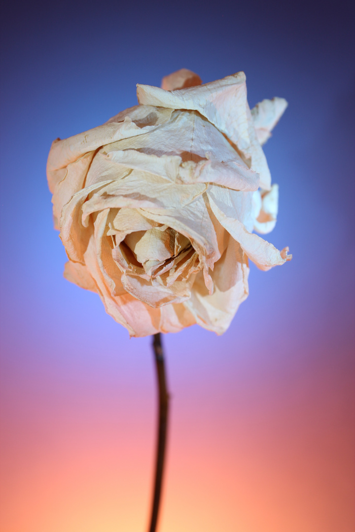 Getrocknete Rose