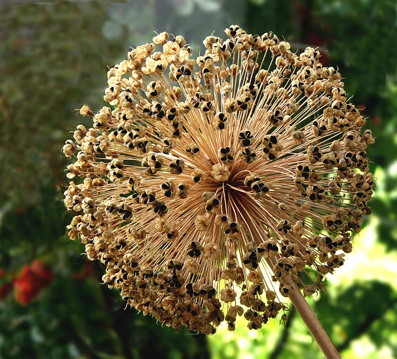 Getrocknete Zwiebelblüte