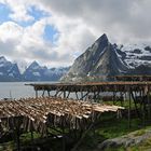 ... getrockneter Fisch in Hamnøy