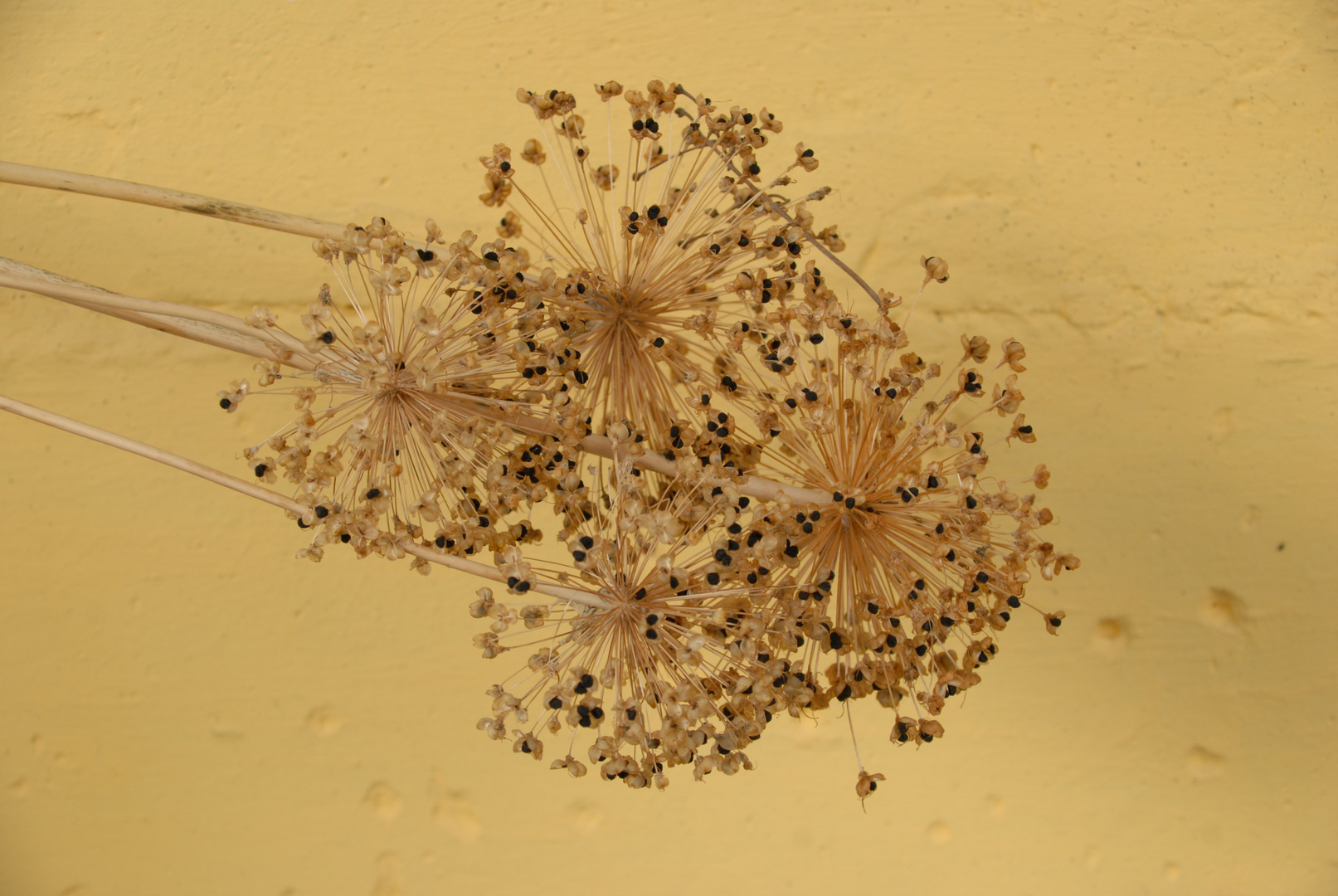 Getrockneter  Kugellauch vor einer Wand.