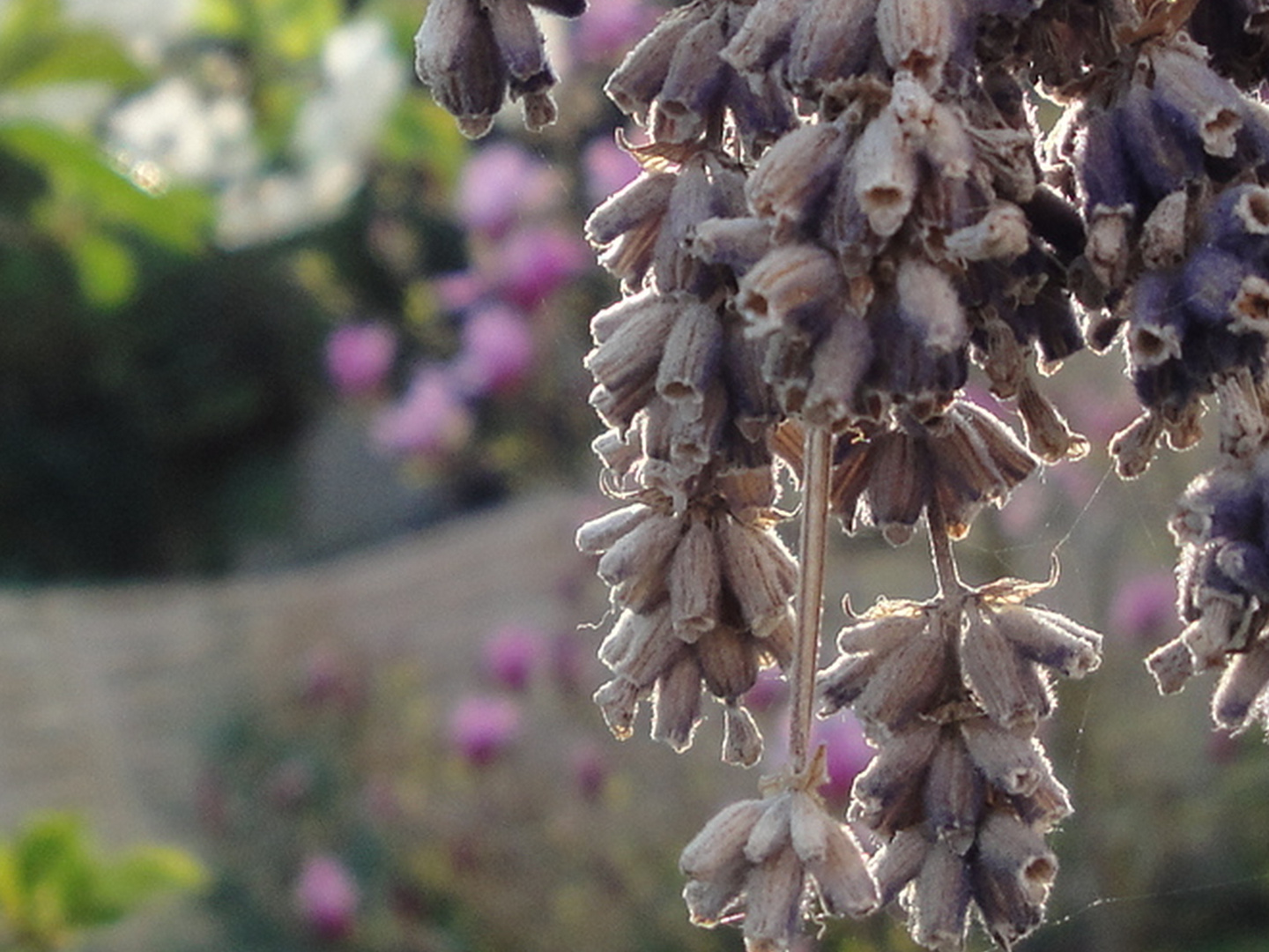 getrockneter Lavendel