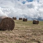 getrocknetes Gras - Heu, Heu, Heu