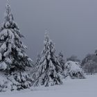 getrübter Wintertraum