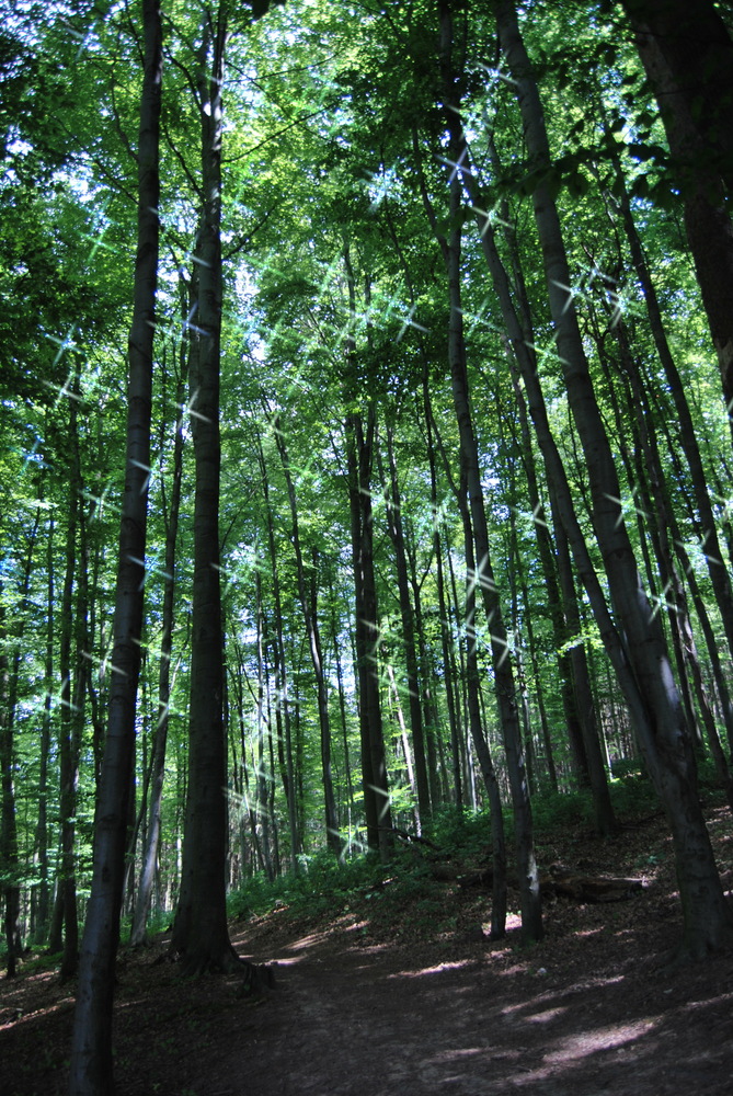 Gettenbach Forest