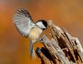 Getting ready for winter... by Michel Lamarche 